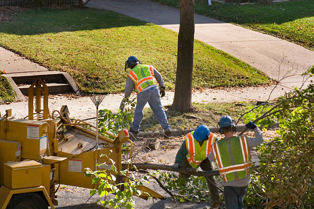 Best Lawn Dethatching Services  in Alturas, CA