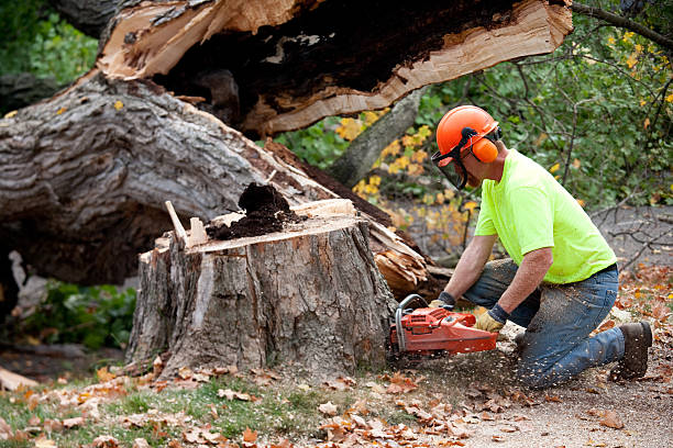 Best Emergency Tree Removal Services  in Alturas, CA