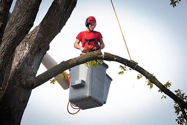  Alturas, CA Tree Services Pros