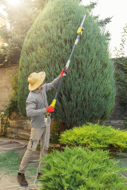 Lawn Renovation and Restoration in Alturas, CA